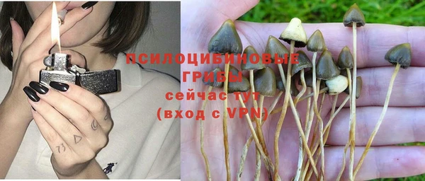сатива Аркадак